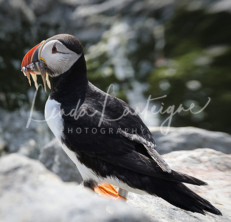 Puffin Grand Manan, NB