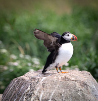 Puffin Grand Manan, NB