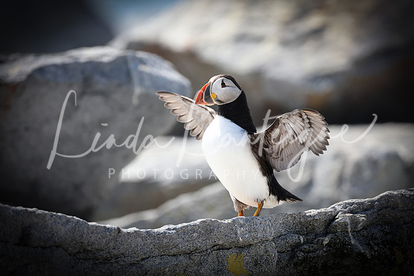 Puffin Grand Manan NB