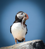 Puffin Grand Manan, NB