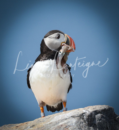Puffin Grand Manan, NB