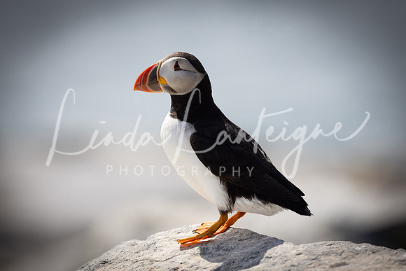 Puffin Grand Manan, NB
