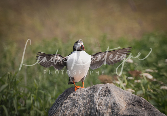 Puffin Grand Manan NB