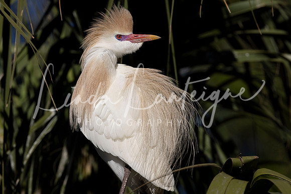 Cattle egret