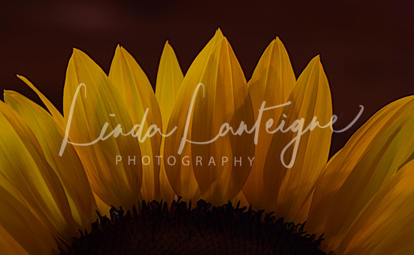 sunflower backlit