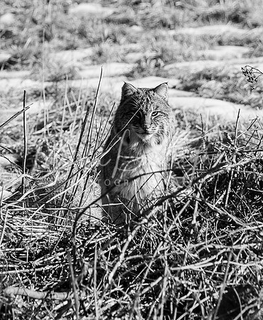 Bobcat on the hunt