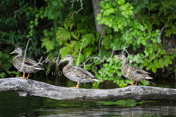 3 duck pals on the Connecticut river