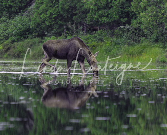 Allagash moose