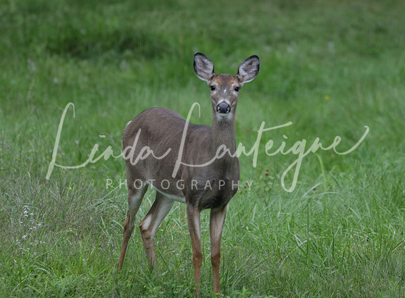 A backyard visitor