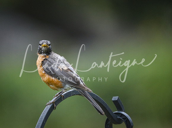 Rockin robin