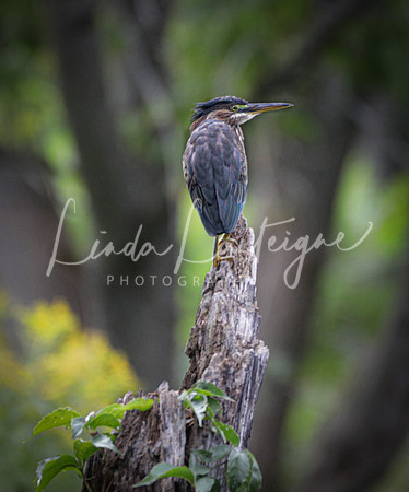 Bittern on the Connecticut river