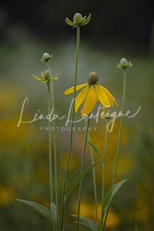 Daisy be gone