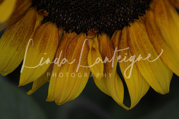 Sunflower tip