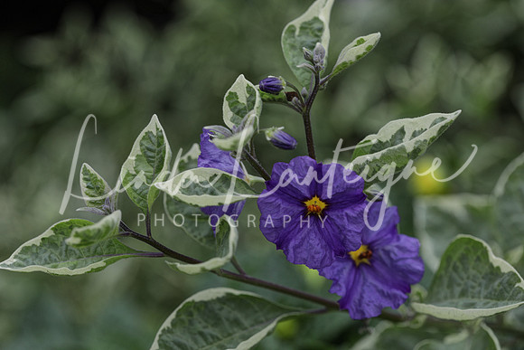 Blue potato bush