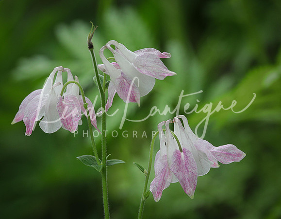 Columbine of Maine