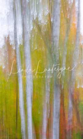 Abstract-Fall birches