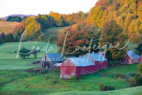 Jenny farm 2 in Fall