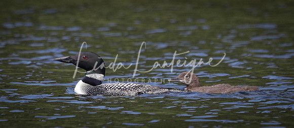 Allagash loons