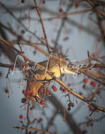 Cedar waxwing