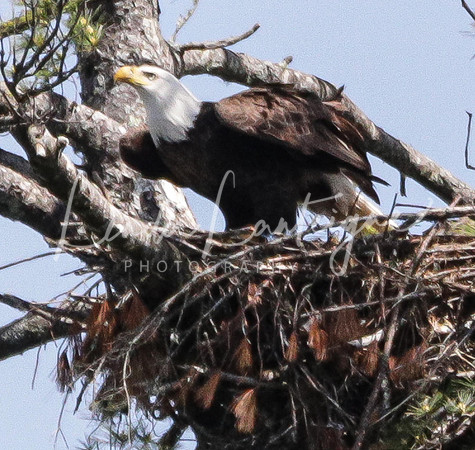 Vermont eagle 2
