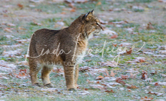 Bobcat in Vermont