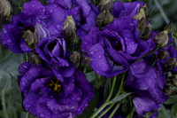 Purple delight