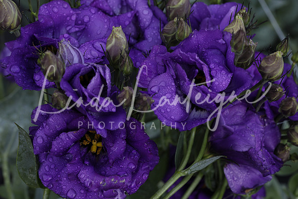 Purple delight