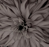 Dahlia.sephia