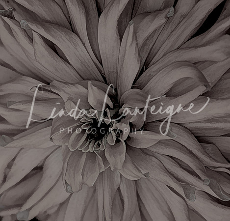 Dahlia.sephia