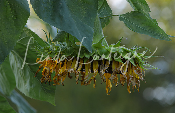 Sunflower droop