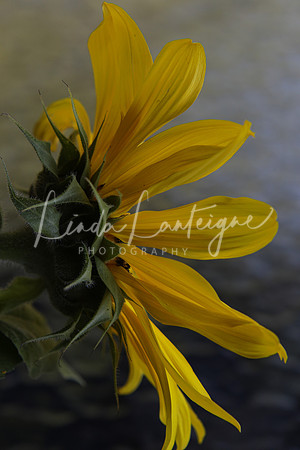 4A6A7197-2