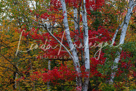 Vermont Fall.2