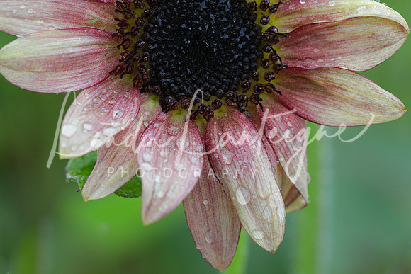 Sunflower.pink