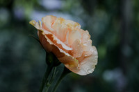 4A6A6808
