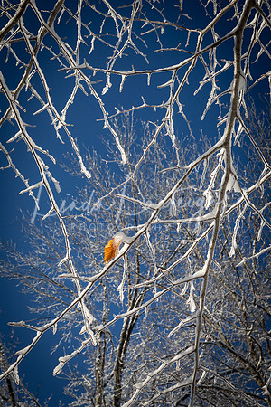 Vermont winter tree.2