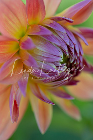 Dahlia.purple and orange