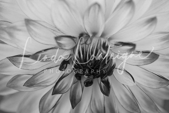 Dahlia.black and white