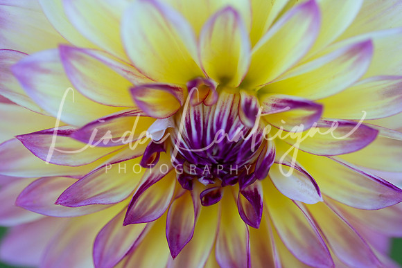 Dahlia. purple and yellow