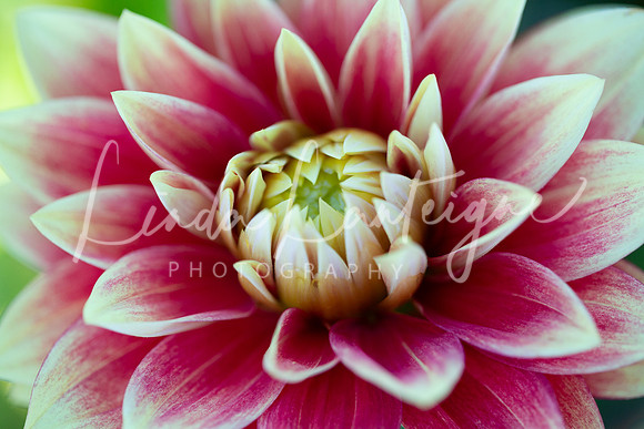 Dahlia deep pink