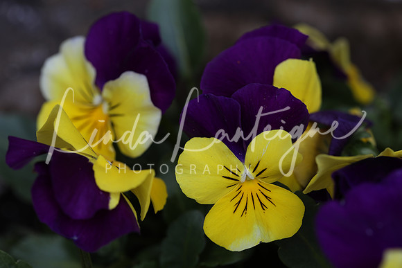 purple and yellow pansies