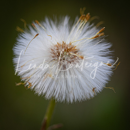 Dandelion glow