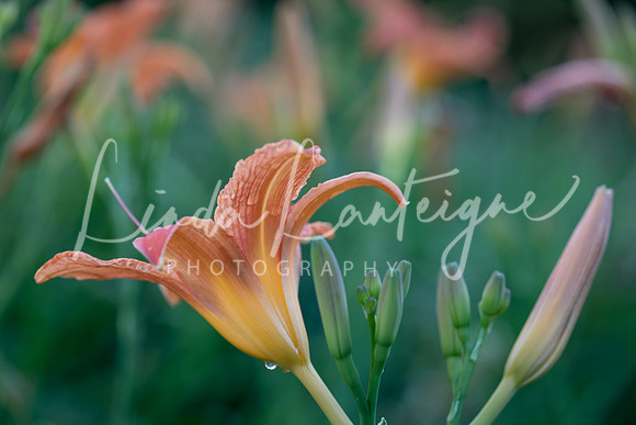 Daylily-orange