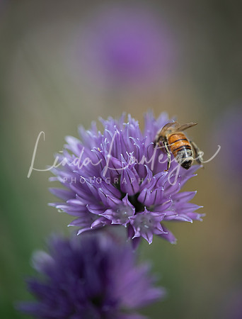 Chive blossom and bee