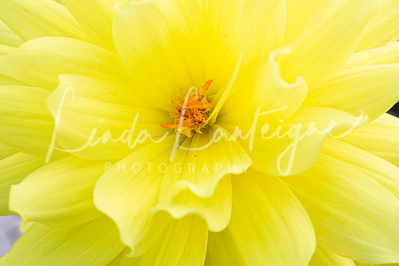 Dahlia. all yellow