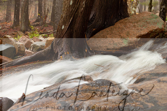 Maine. Acadia stream