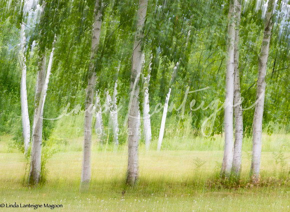 Panning-Birch grove