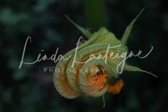 Squash blossom