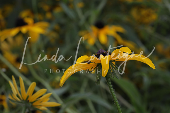 Black eyed Susan to the side
