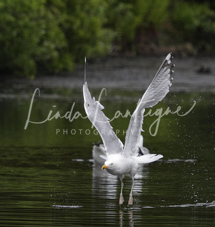 Seagull take-off on Monhegan Island