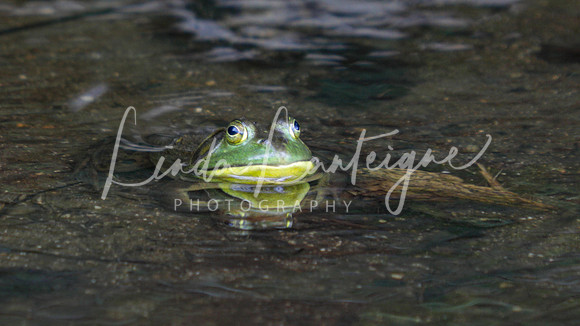 Mr. Bullfrog on Norton Pond